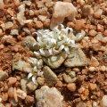 mesembryanthemopsis West of Heioab (2)