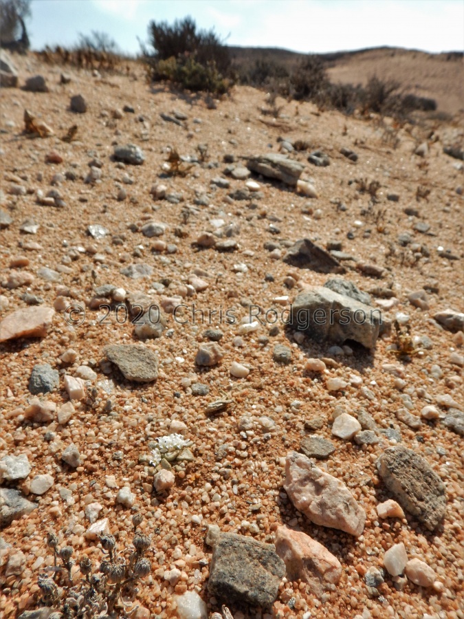 mesembryanthemopsis West of Heioab (3).JPG