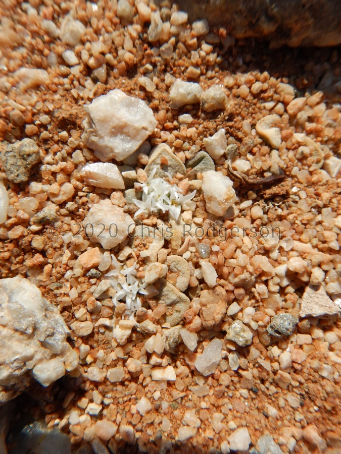 mesembryanthemopsis West of Heioab (4).JPG