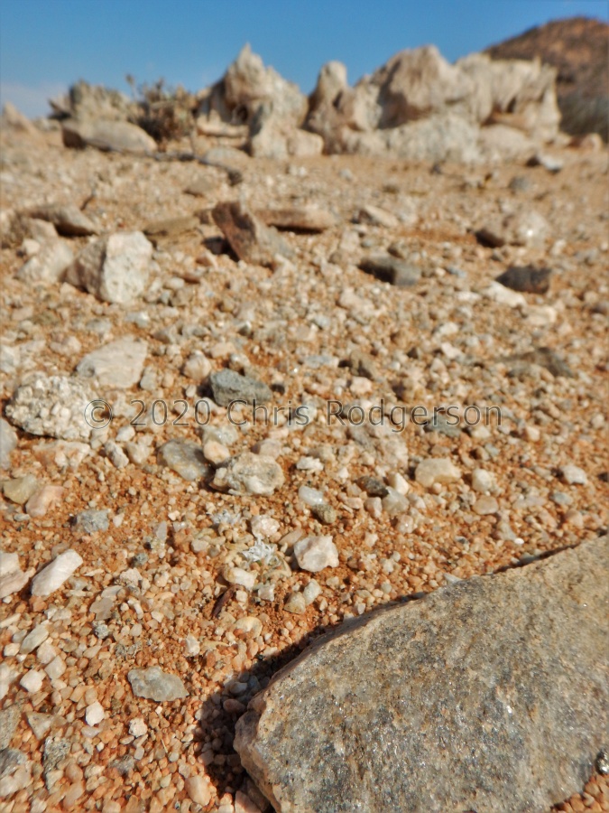 mesembryanthemopsis West of Heioab (5).JPG