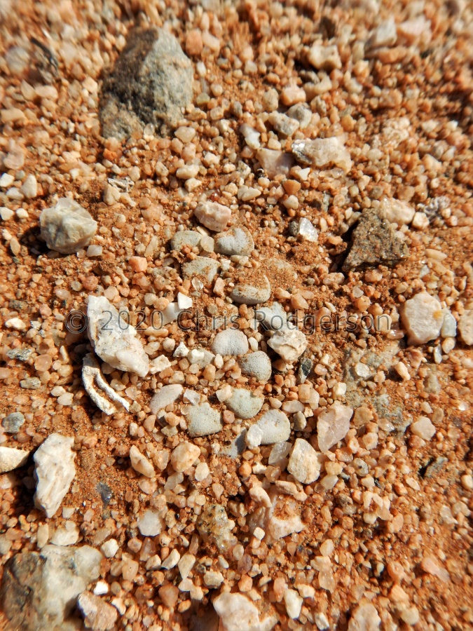 mesembryanthemopsis West of Heioab.JPG