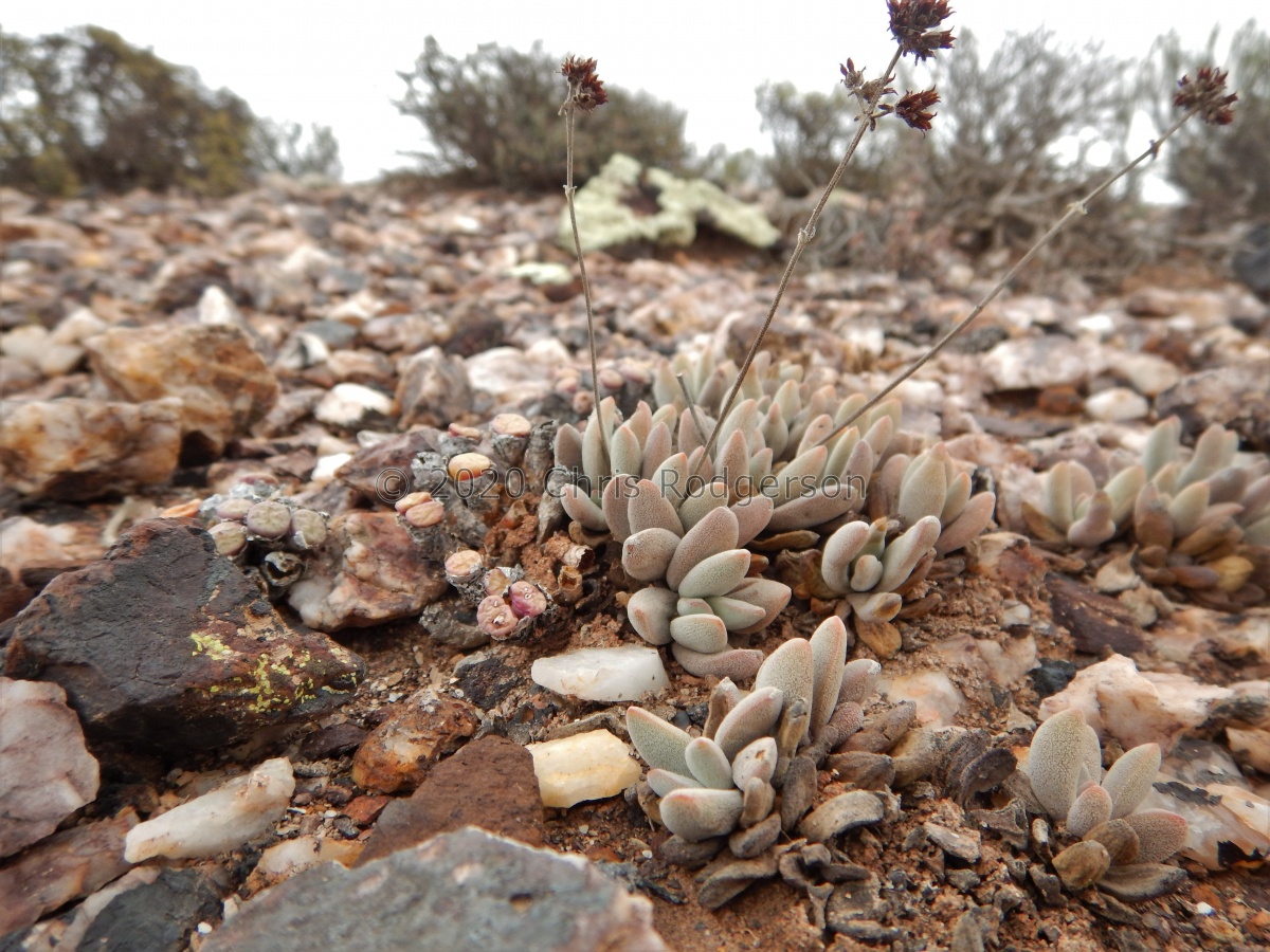 namaquensis N Gabies (4).JPG