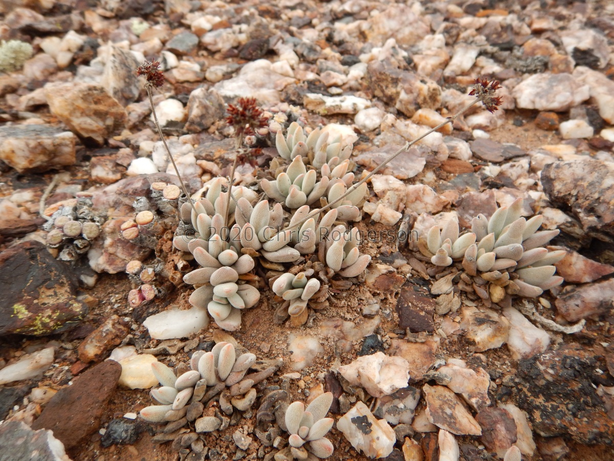 namaquensis N Gabies (5).JPG