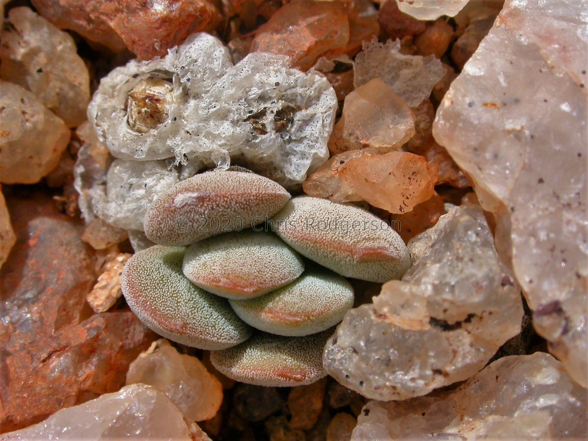 namaquensis NE Springbok.jpg