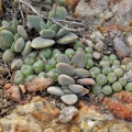 namaquensis NW Komaggas