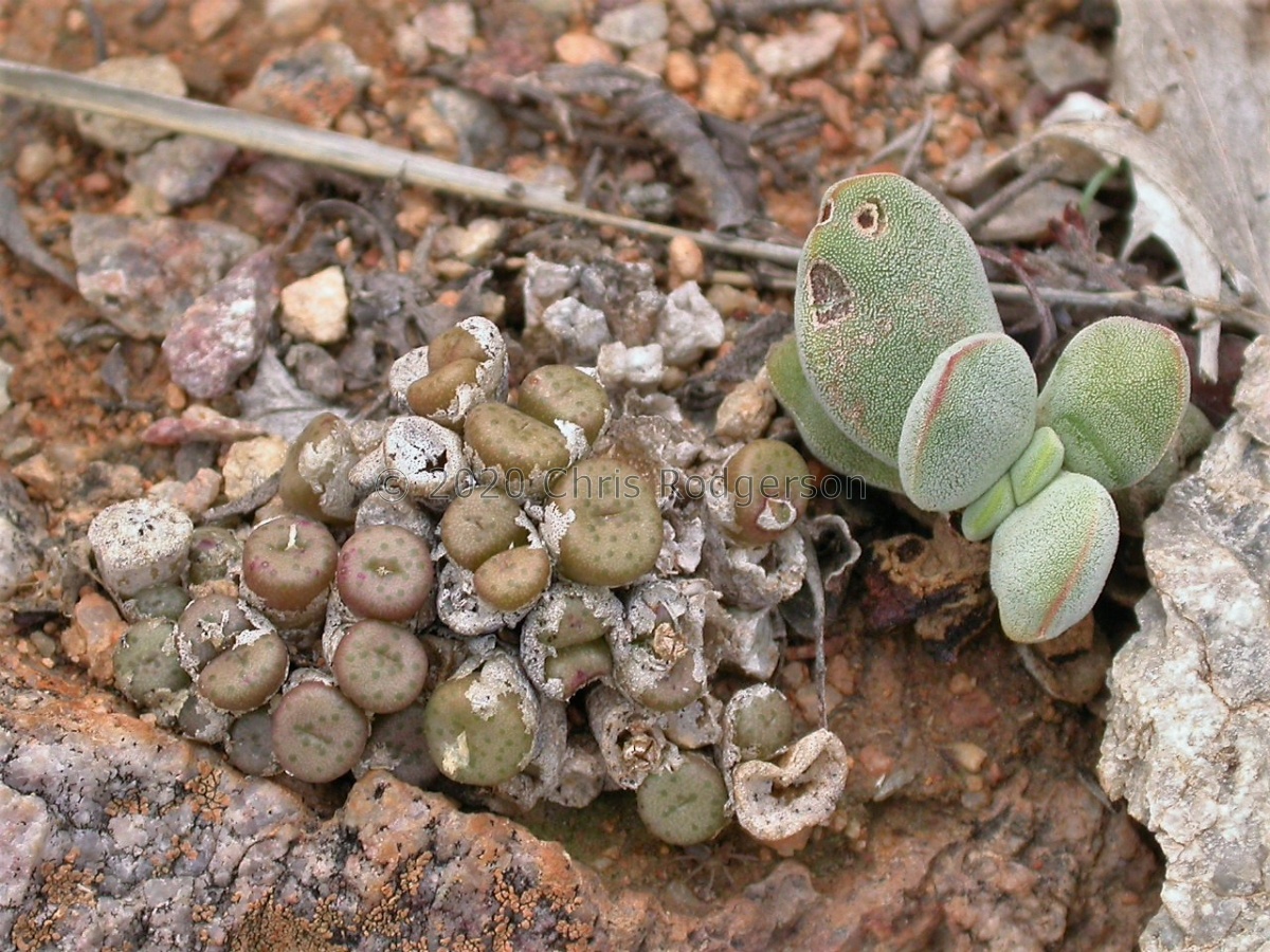 namaquensis NW Springbok.JPG