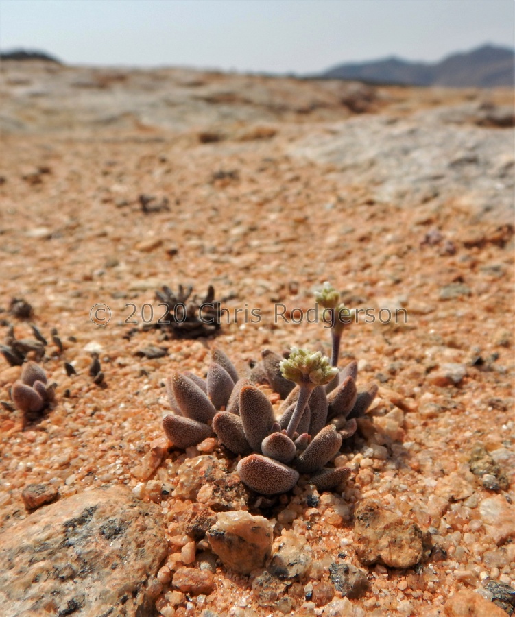 namaquensis SE Springbok (2).JPG
