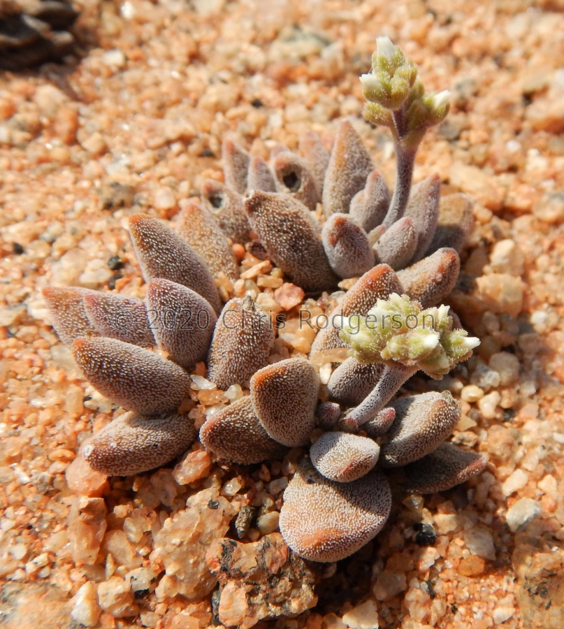 namaquensis SE Springbok.JPG
