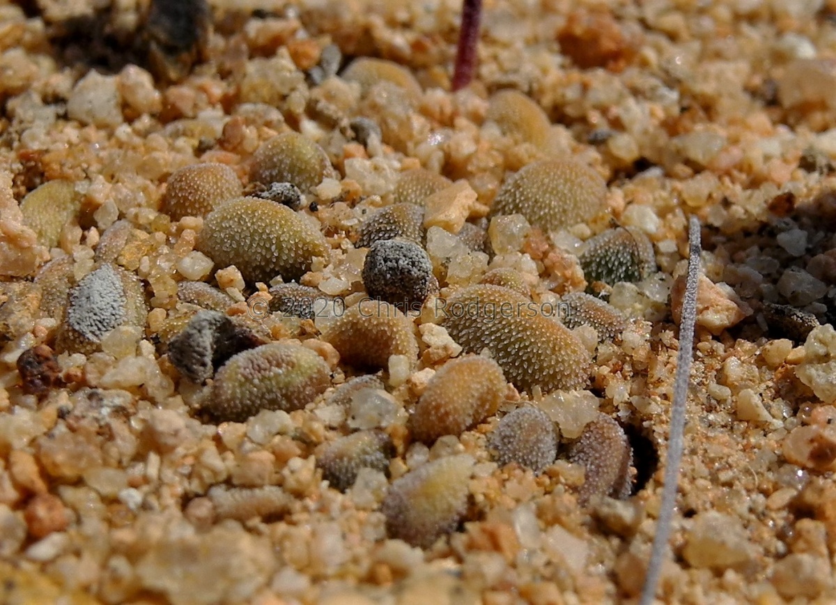 namaquensis Kliprand (4).JPG