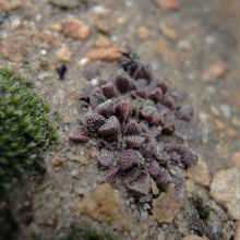 namaquensis ssp.nova Cederberg