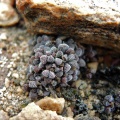 namaquensis ssp.nova Cederberg