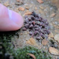 namaquensis ssp.nova Cederberg
