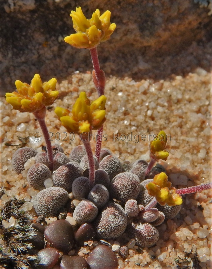 namaquensis ssp.comptonii Bokkeveldberg (4).JPG