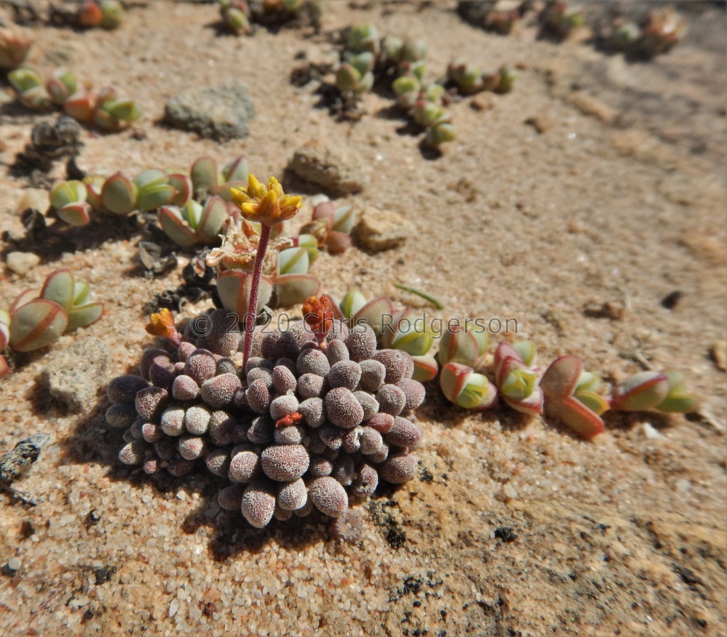 namaquensis ssp.comptonii Bokkeveldberg.JPG