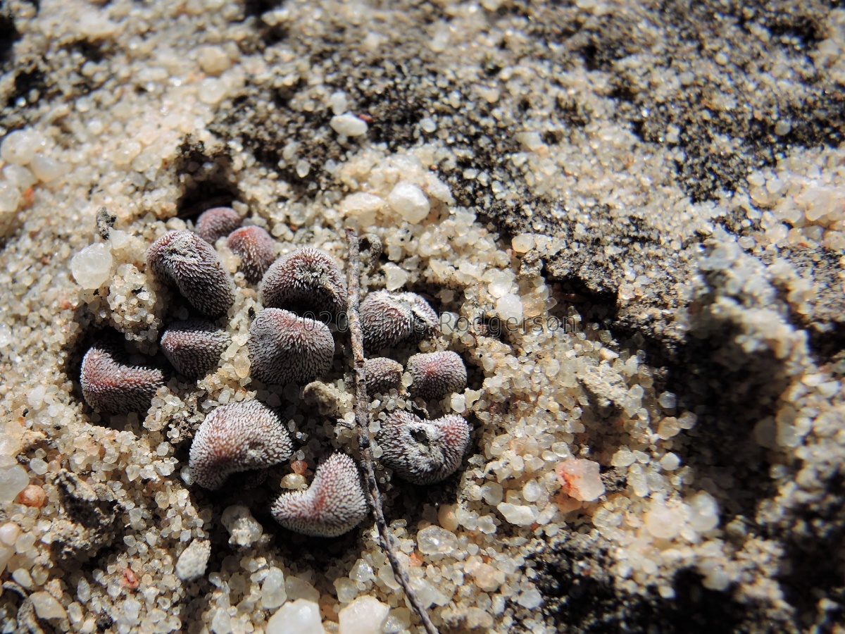 namaquensis ssp.comptonii W Nieuwouldtville (4).JPG