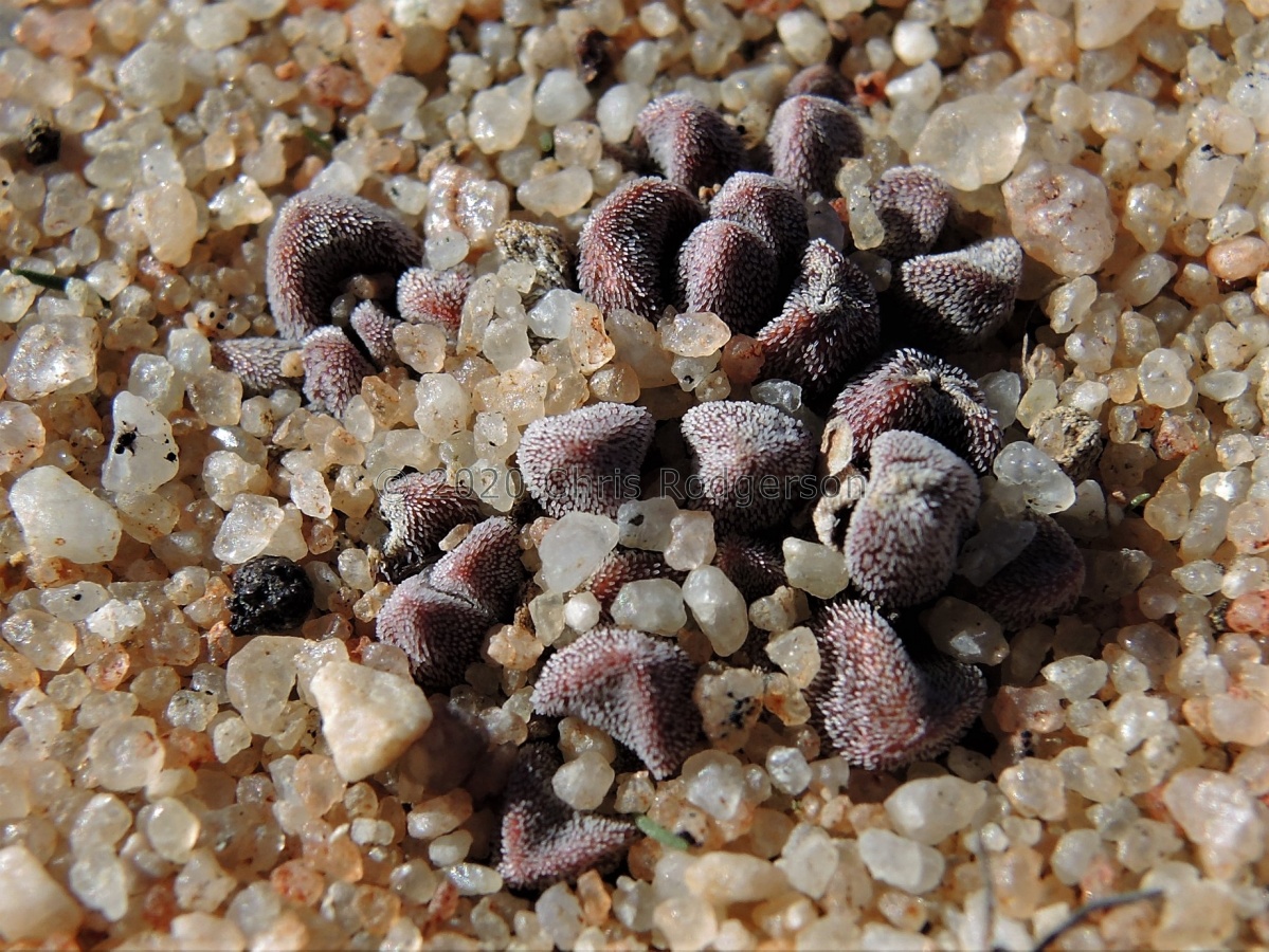 namaquensis ssp.comptonii W Nieuwouldtville (5).JPG