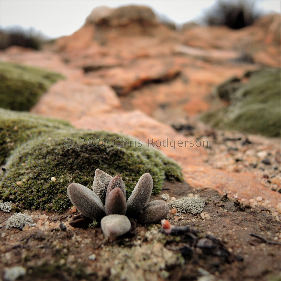 namaquensis ssp.lutea Cederberg (2).JPG