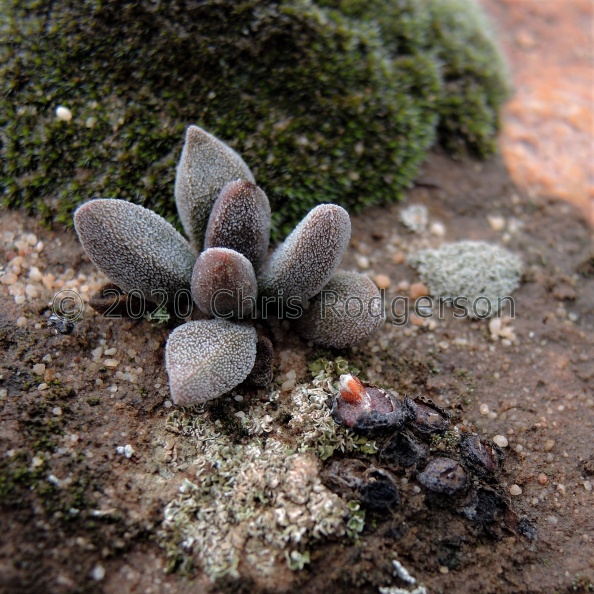 namaquensis ssp.lutea Cederberg (3).JPG