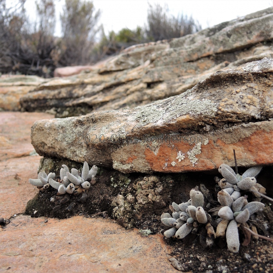 namaquensis ssp.lutea Cederberg (7).JPG