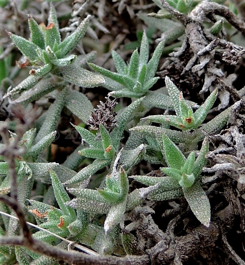 pruinosa Cape Town (2).JPG