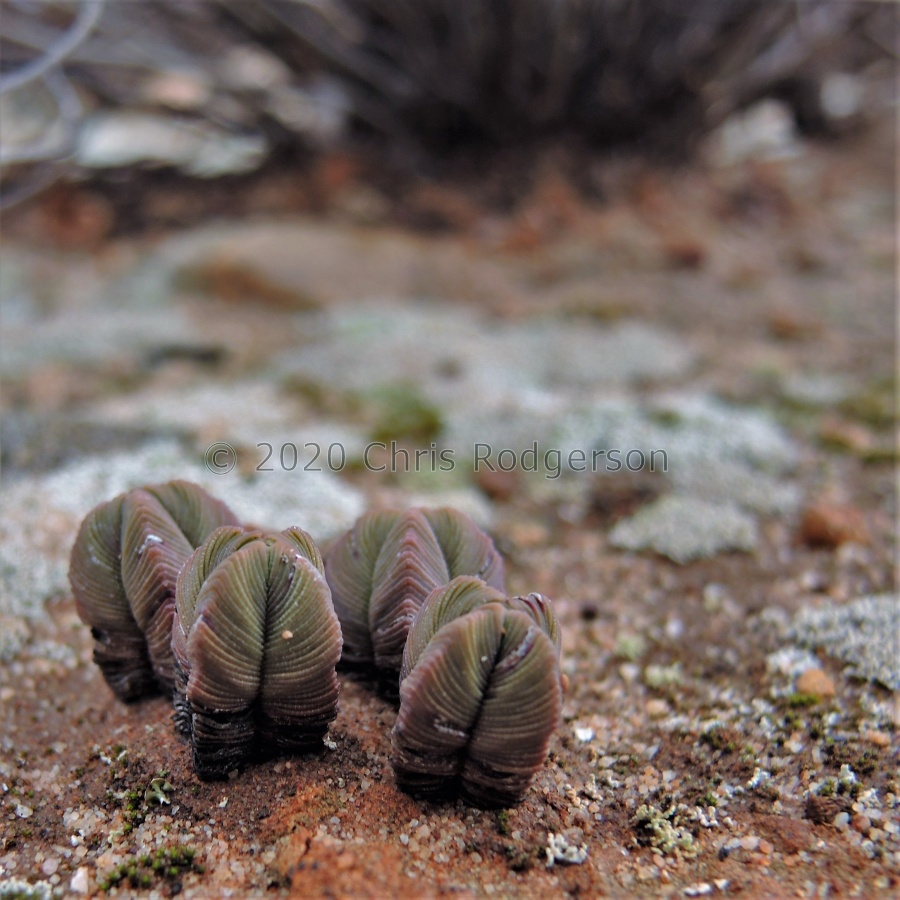 pyramidalis Cederberg.JPG
