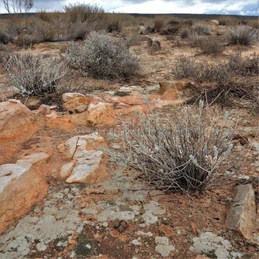 pyramidalis Cederberg (4).JPG