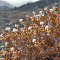 rupestris ssp.commutata Lorelei mine