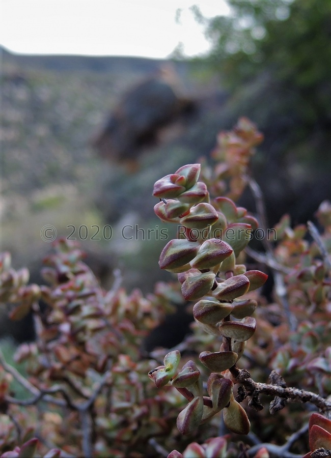 rupestris Koebeeberg (2).JPG