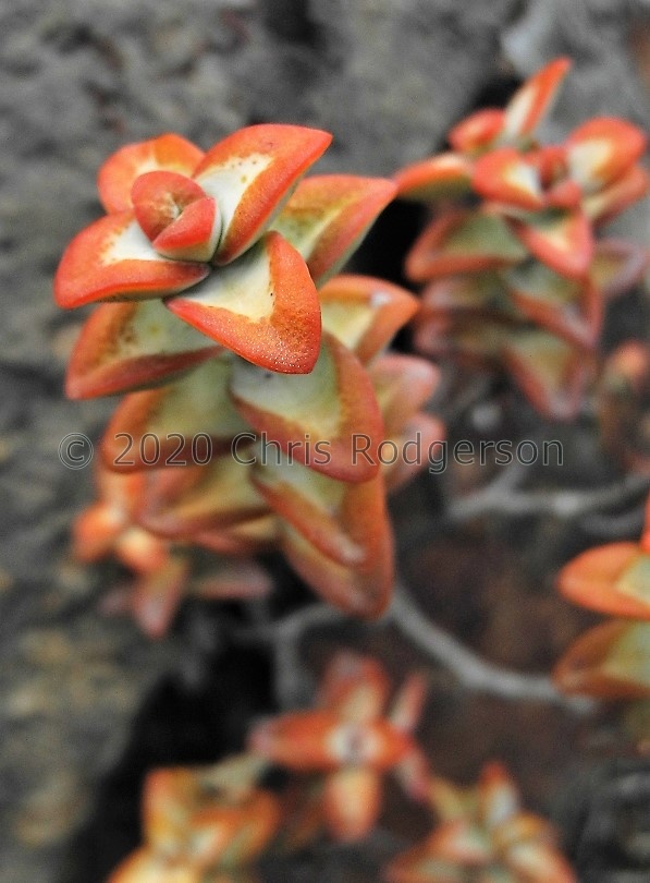 rupestris Robertson (3).JPG