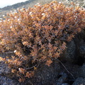 rupestris ssp.commutata Lorelei mine (2)