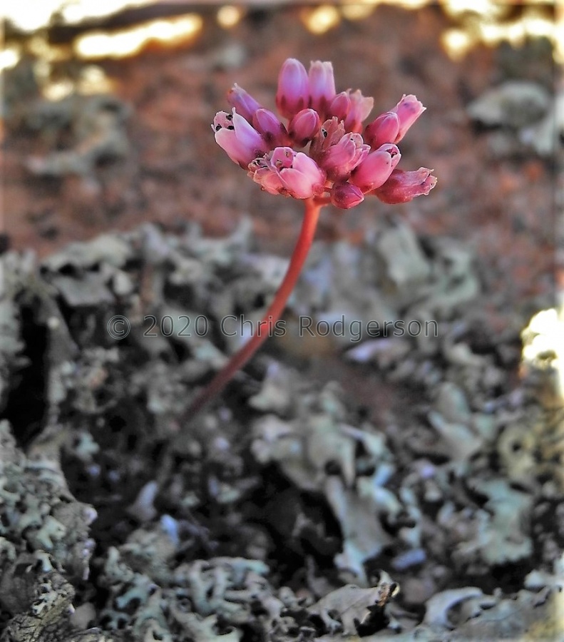 saxifraga Koebeeberg (2).JPG