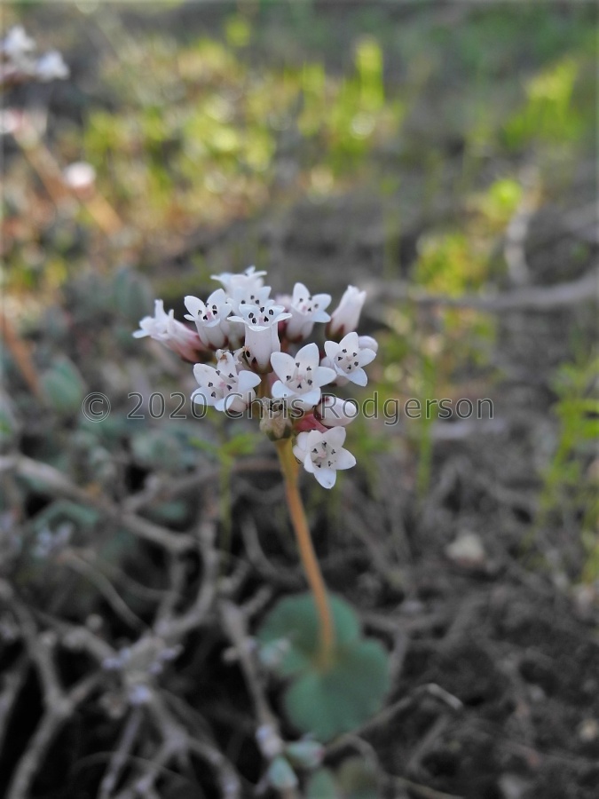 saxifraga NW Cape Town (3).JPG