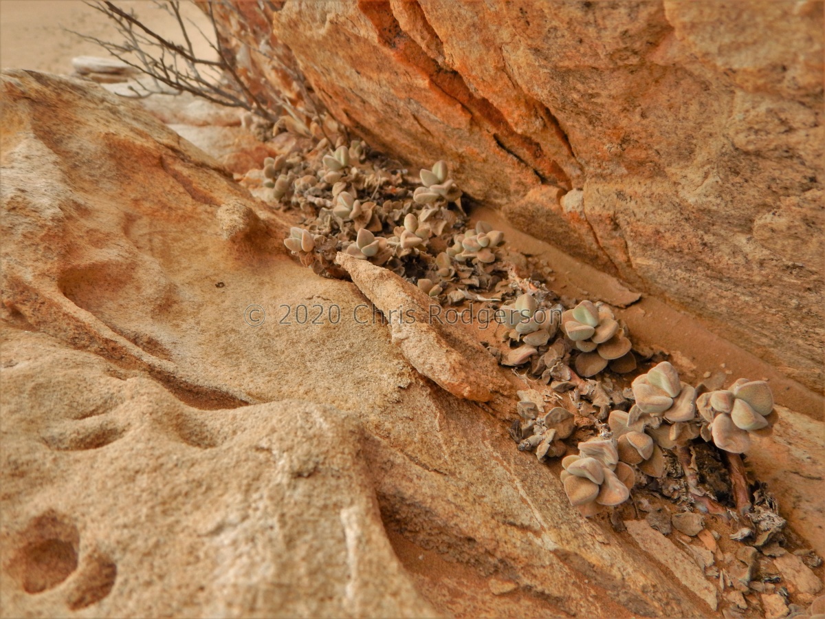 sericea  Doppelkopf, Sperrgebiet (2).JPG