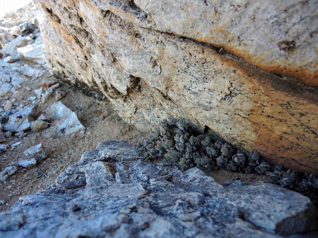 sericea NW Rosh Pinah (2)