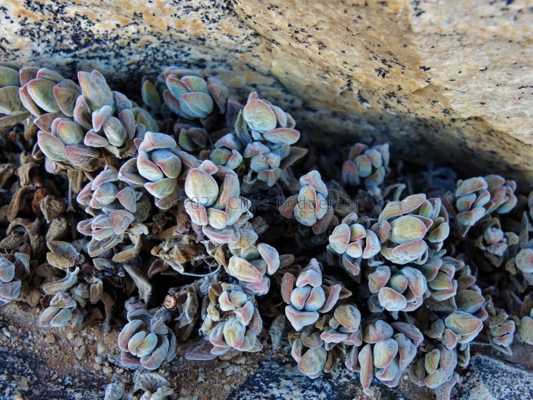 sericea NW Rosh Pinah