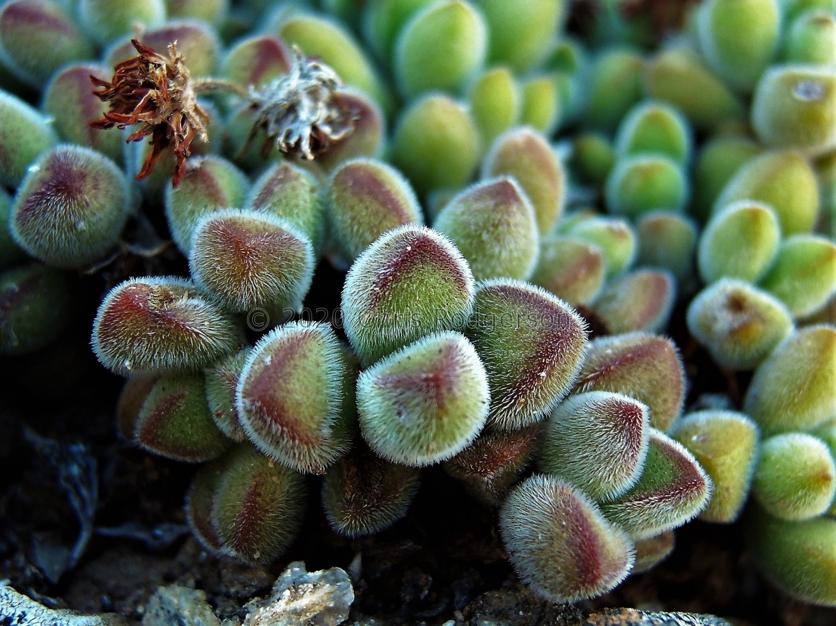 sericea 'suavis' south of Eksteenfontein.JPG