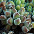 sericea 'suavis' south of Eksteenfontein