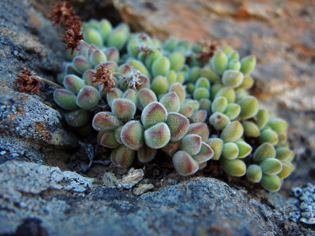 sericea 'suavis' south of Eksteenfontein (2)