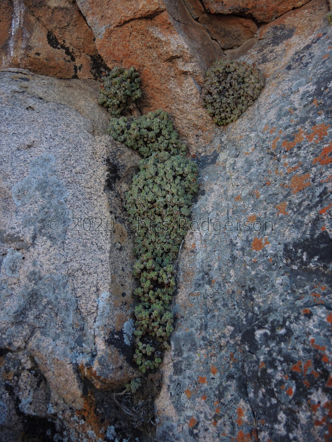 sericea 'suavis' south of Eksteenfontein (4).JPG