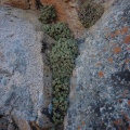 sericea 'suavis' south of Eksteenfontein (4)