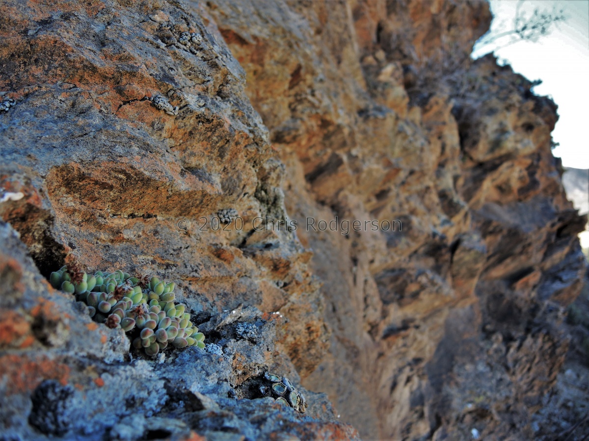 sericea 'suavis' south of Eksteenfontein (7).JPG