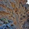 sericea 'suavis' south of Eksteenfontein (7)