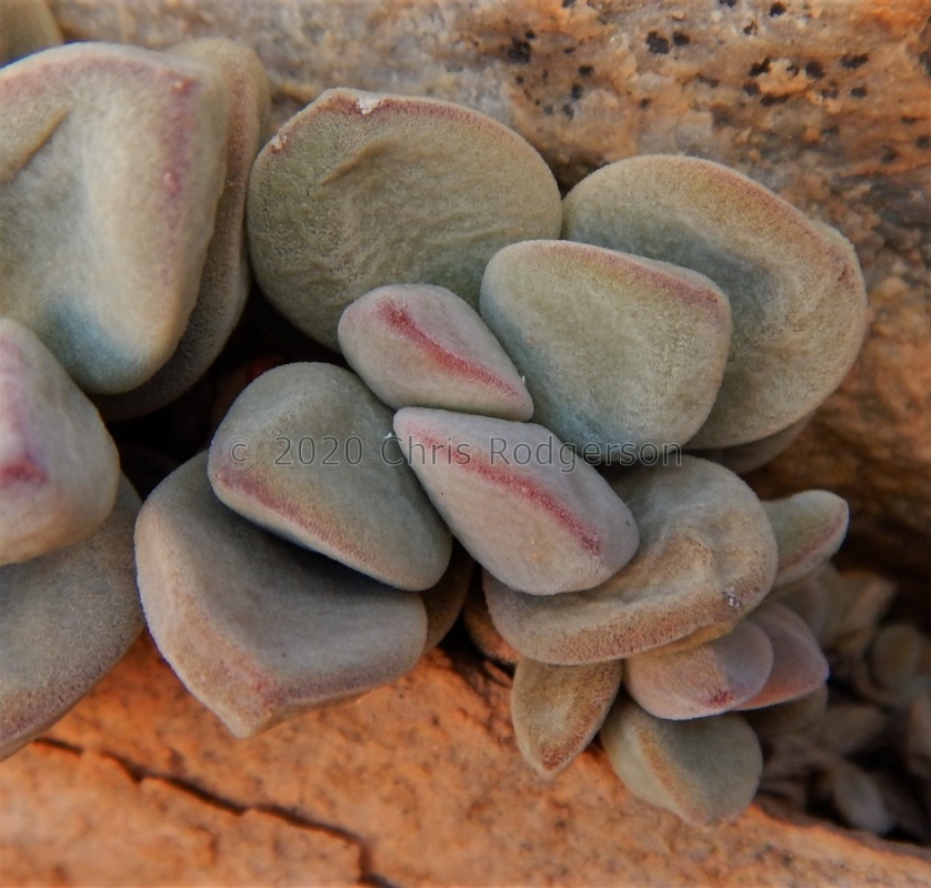 sericea ssp.hottentotta Spitskloof (3)