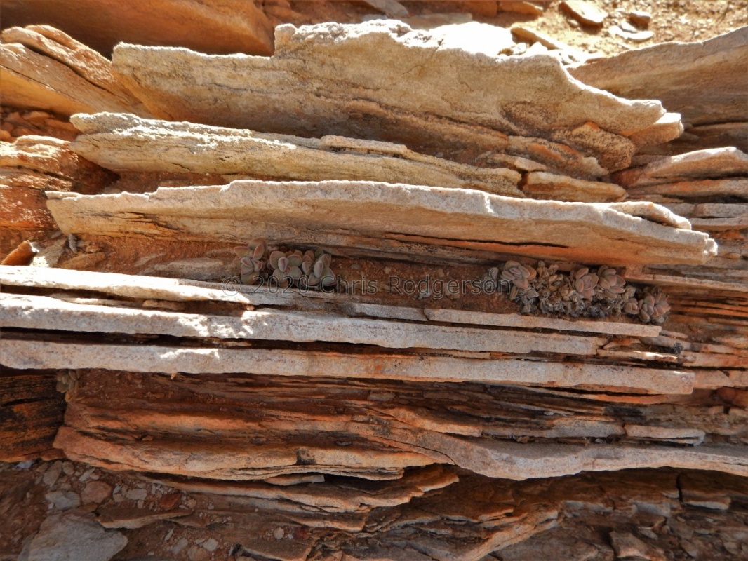 sericea ssp.hottentotta Spitskloof (4)