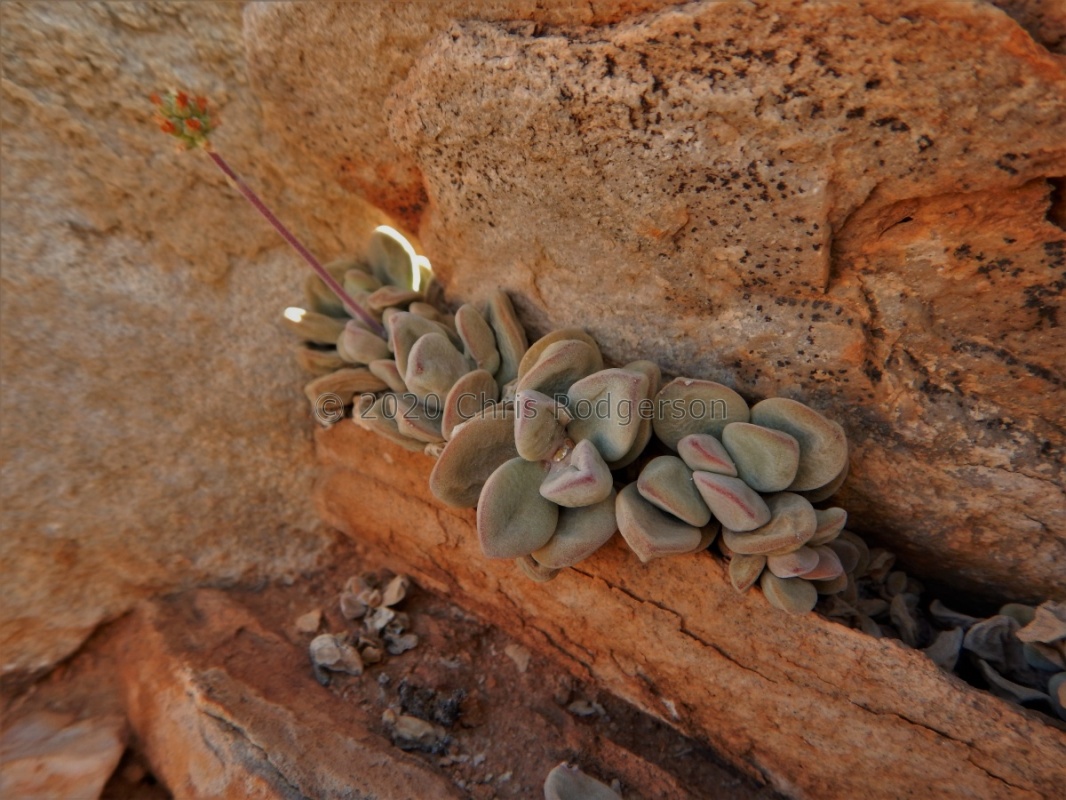sericea ssp.hottentotta Spitskloof (5)