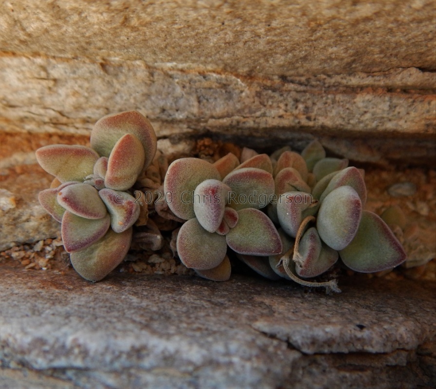 sericea ssp.hottentotta Spitskloof (6)
