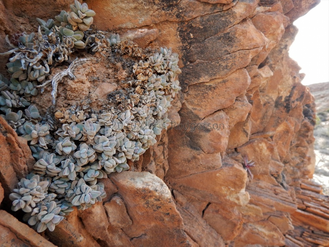 sericea ssp.hottentotta Spitskloof
