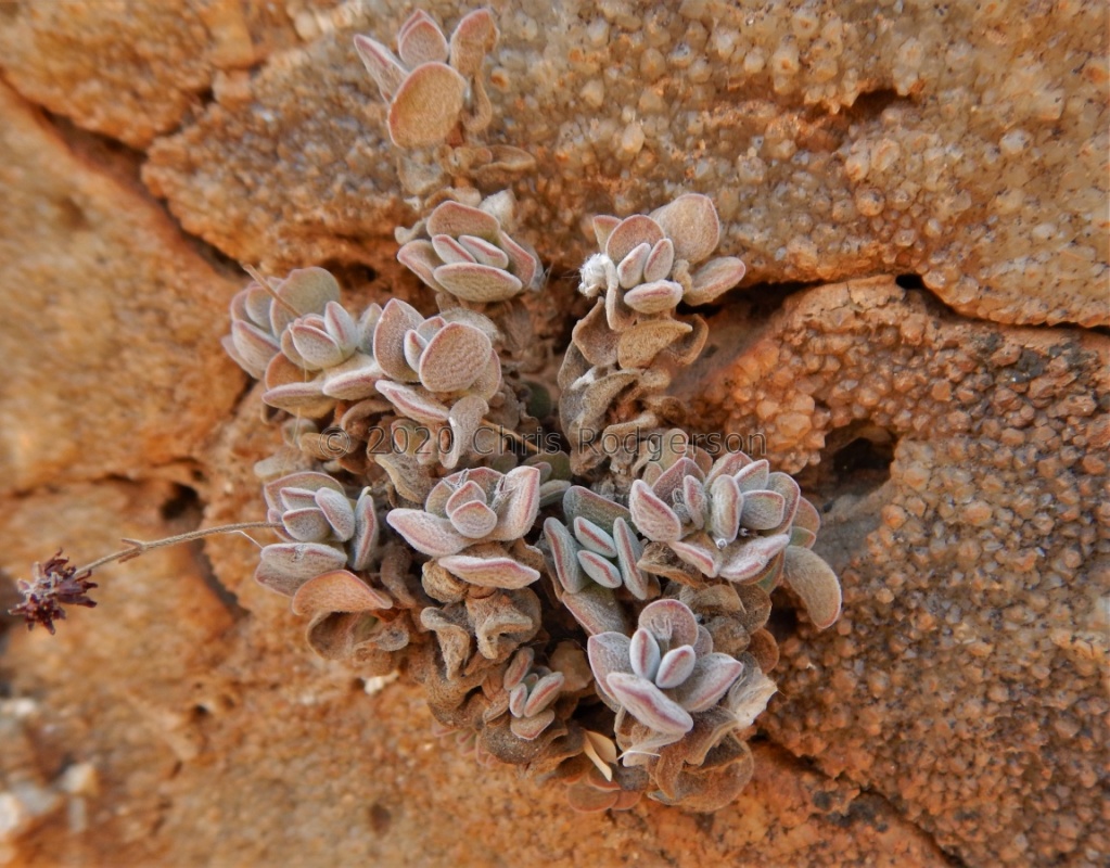 sericea W Kakamas (3)