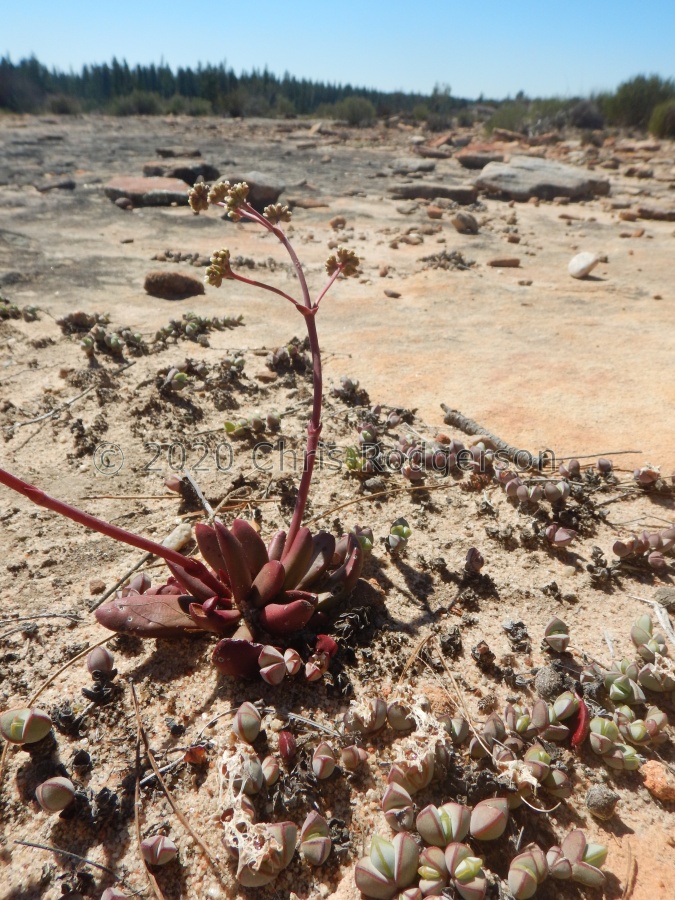 subacaulis Bokkeveldberg (2).JPG