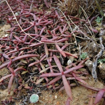 subacaulis ssp.erosula